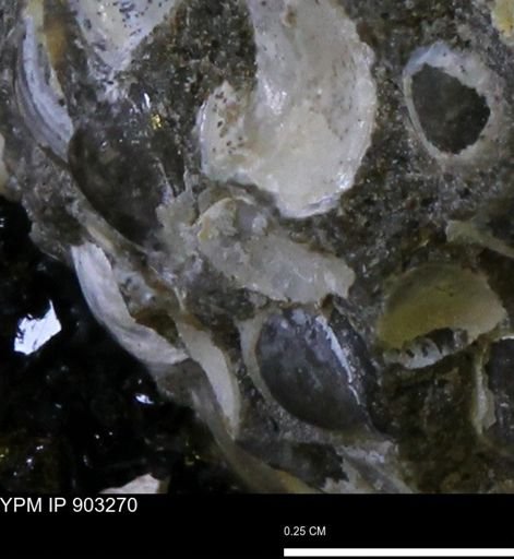 undet. Bivalvia