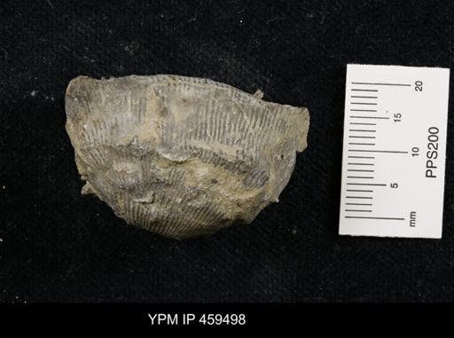 Linoproductus nr. prattenianus