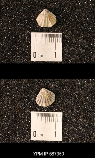Camarotoechia whitei