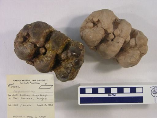 Protanancus chinjiensis