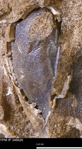 undet. Bivalvia