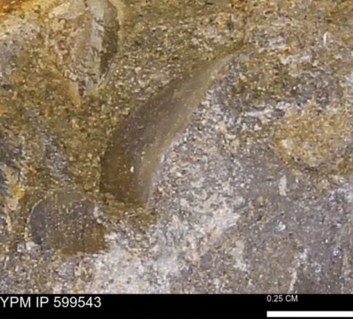 Protocardia subquadrata