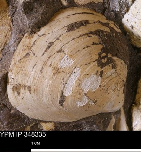 Limopsis striatopunctatus