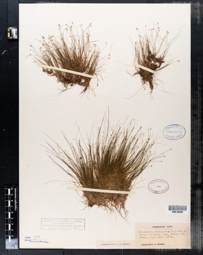 Eleocharis acicularis