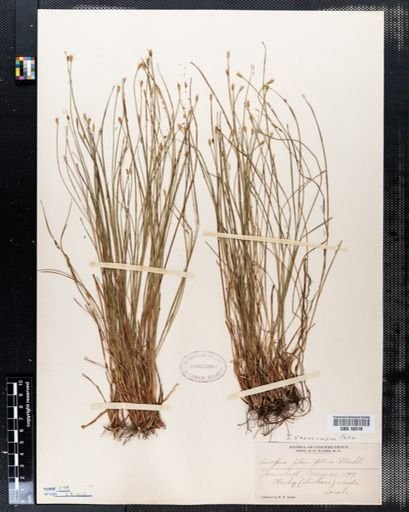 Trichophorum planifolium