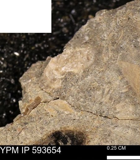 undet. Mollusca