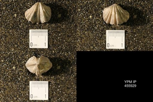 Platystrophia crassa