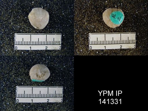 Notothyris sp.