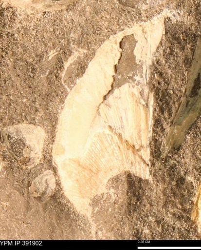 Protocardia sp.
