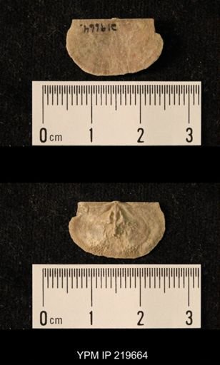 Chonetes granulifer