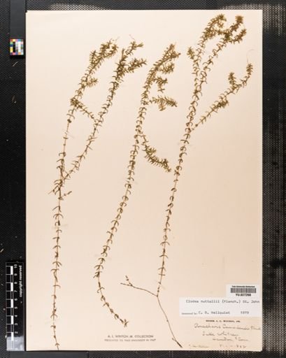 Elodea nuttallii