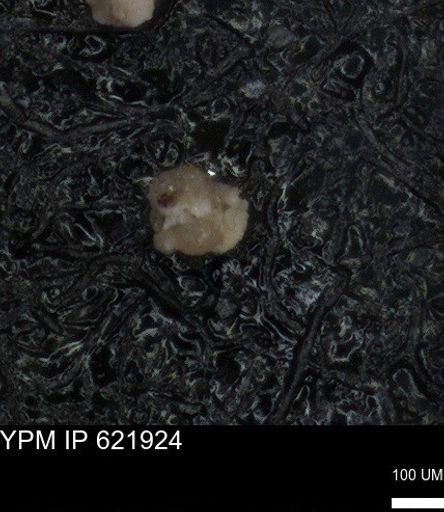 undet. Foraminiferida