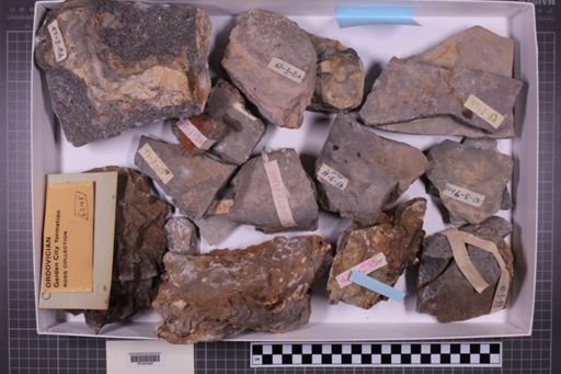 mixed taxa, stratigraphic collection