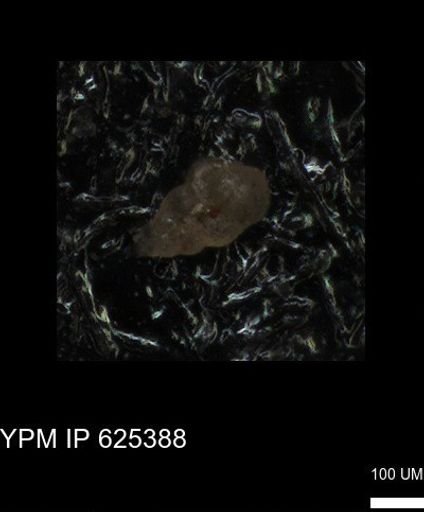 undet. Heterohelicidae
