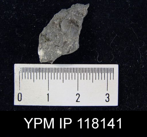 Dalmanella elegantula submedia