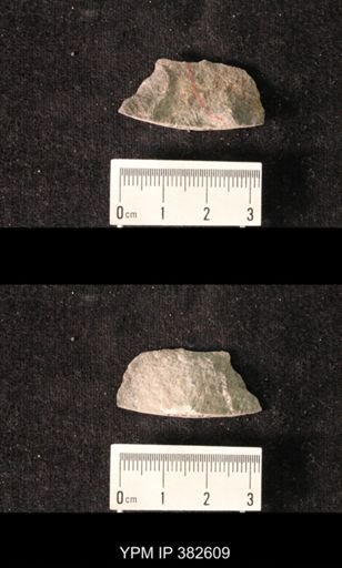 Spirifer cameratus
