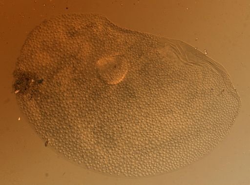 Lagisca impatiens