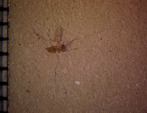 undet. Diptera