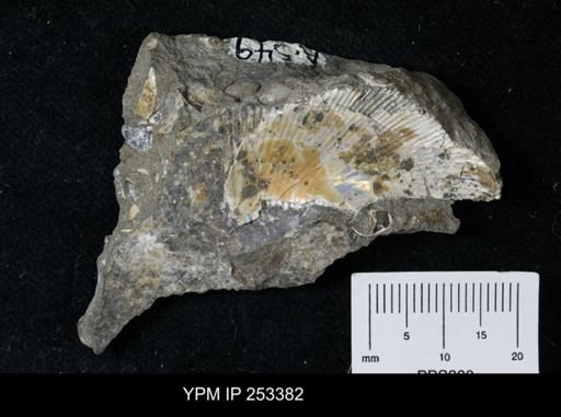 undet. Scaphitidae