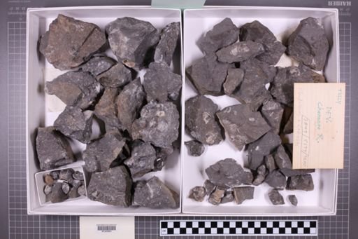 mixed taxa, stratigraphic collection