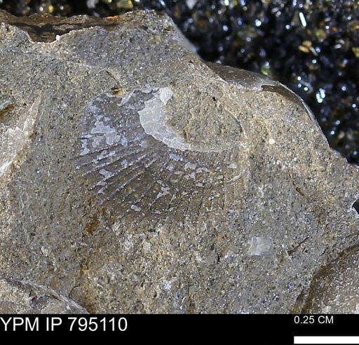 Oxytoma (Hypoxytoma) nebrascana