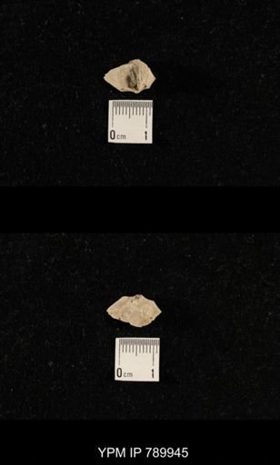 undet. Brachiopoda