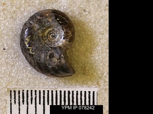 undet. Scaphitidae
