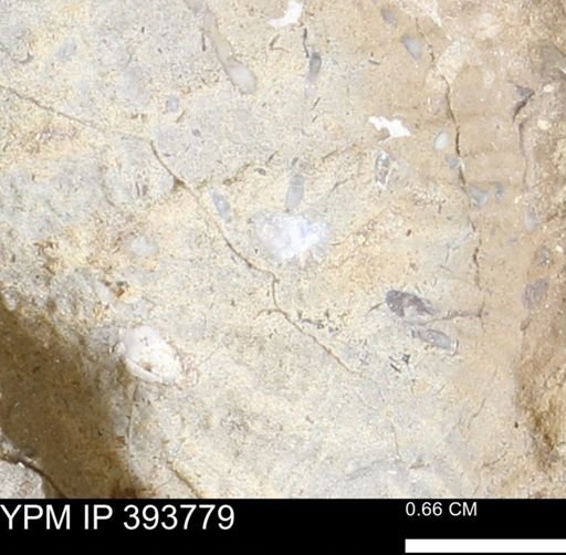 undet. Mollusca