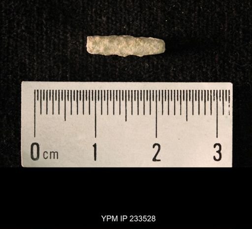 Archaeocidaris sp.