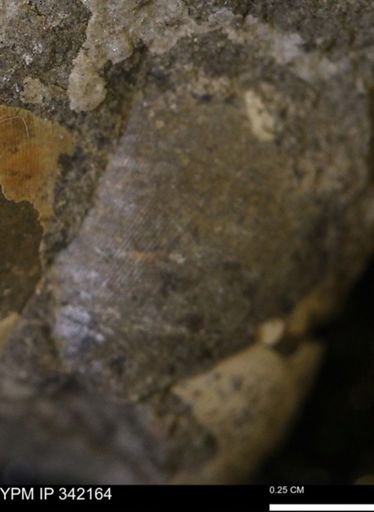 undet. Mollusca