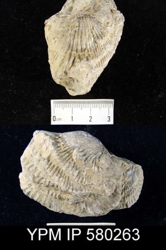 Desquamatia (Independatrypa) sp.