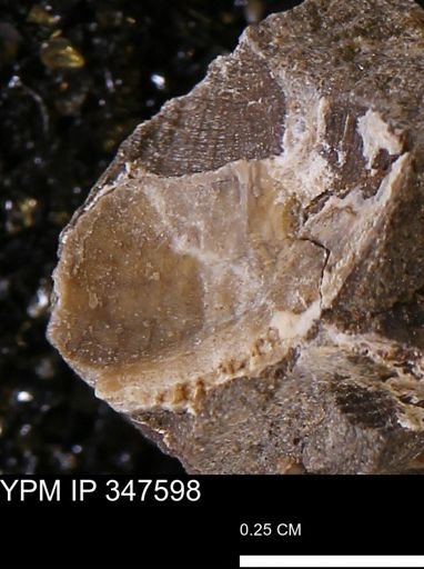 undet. Bivalvia