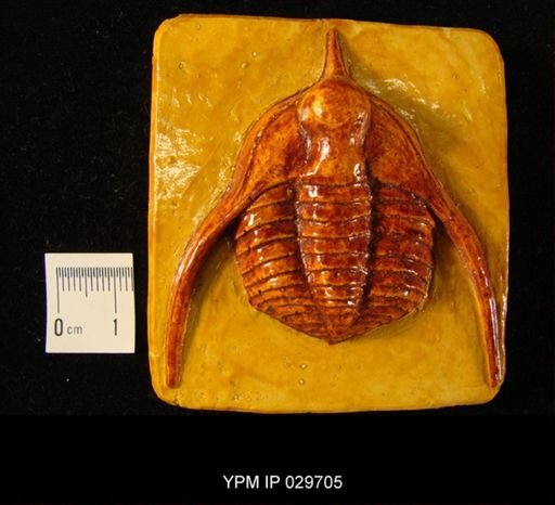 Ampyx nudus