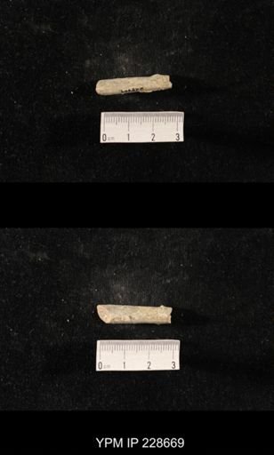 Orthoceras