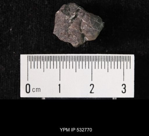 Meteoraspis aff. borealis
