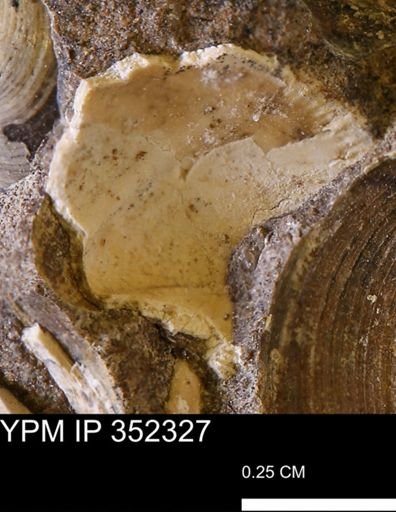 undet. Bivalvia