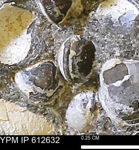 Protocardia sp.