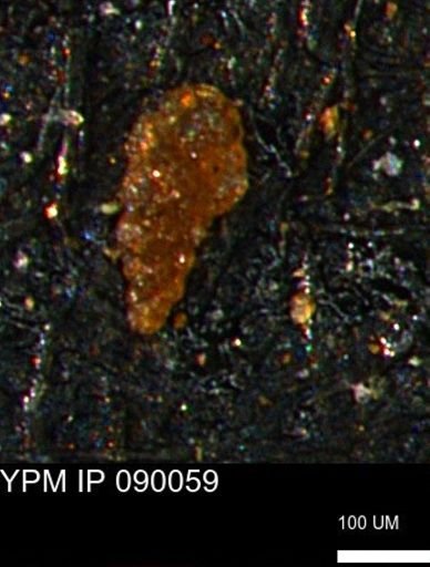 Verneuilinoides kansasensis