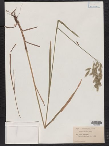 Bromus kalmii