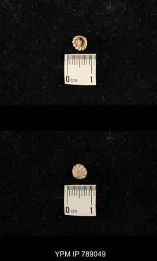 undet. Brachiopoda