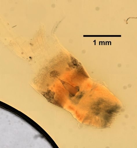 Amphiporus formidabilis