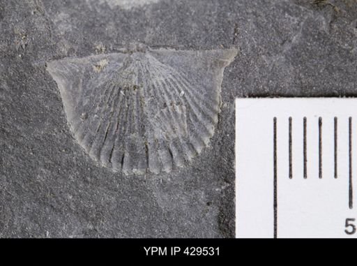 Tropidoleptus carinatus