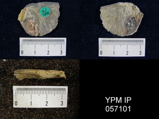 Strophonella lineolata