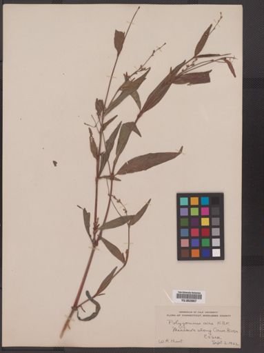 Polygonum punctatum