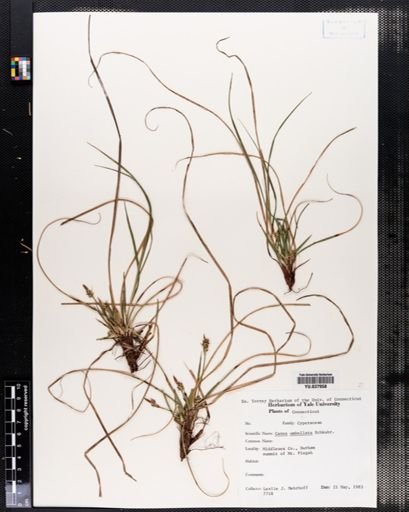 Carex umbellata