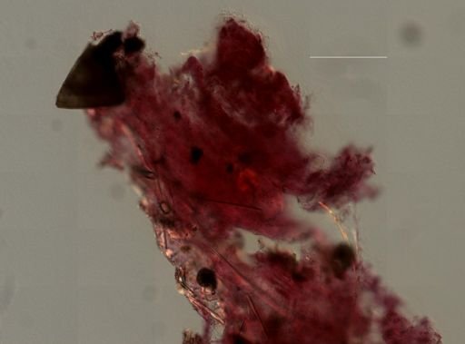 Ircinia