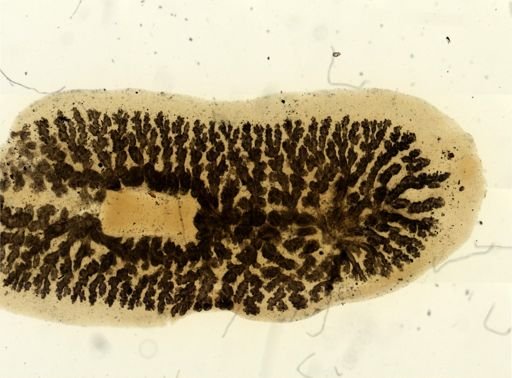 Procotyla fluviatilis