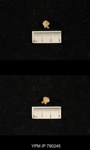 Hustedia huecoensis