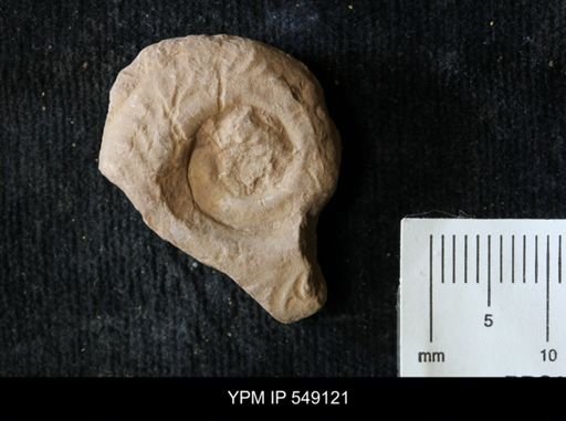 undet. Ammonoidea