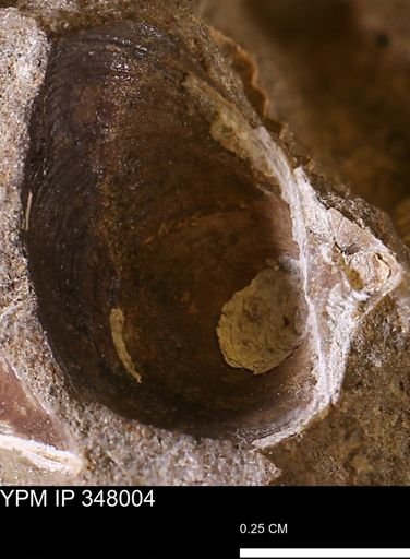 Limopsis striatopunctatus